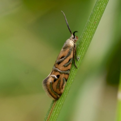 Glyphipterix cyanochalca (A sedge moth) at Captains Flat, NSW - 8 Mar 2024 by DPRees125