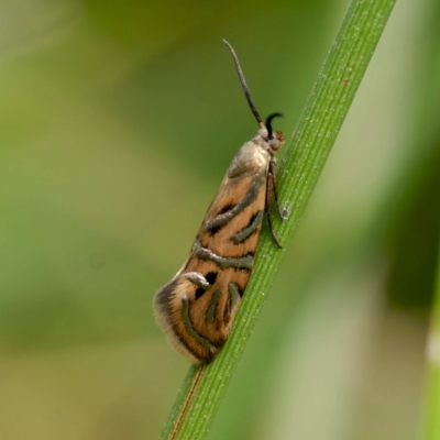 Glyphipterix cyanochalca (A Sedge moth 0r Gem moth (Glyphypterigidae) at Yanununbeyan State Conservation Area - 8 Mar 2024 by DPRees125