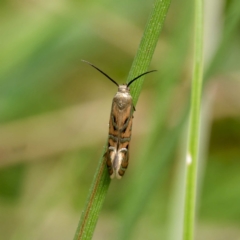 Glyphipterix cyanochalca at Yanununbeyan State Conservation Area - 8 Mar 2024 12:12 PM