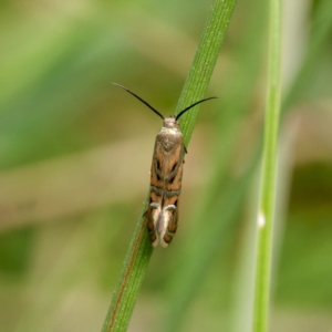 Glyphipterix cyanochalca at Yanununbeyan State Conservation Area - 8 Mar 2024 12:12 PM