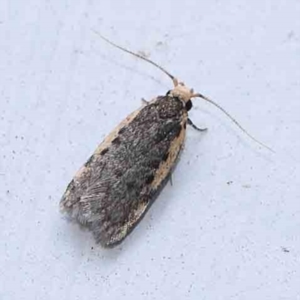 Hoplostega ochroma at Turner, ACT - 3 Mar 2024 09:41 PM