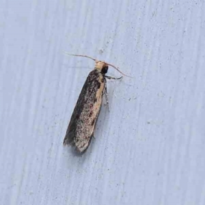 Hoplostega ochroma at Turner, ACT - 3 Mar 2024 09:41 PM