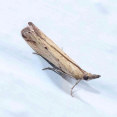 Faveria tritalis (Couchgrass Webworm) at Turner, ACT - 3 Mar 2024 by ConBoekel