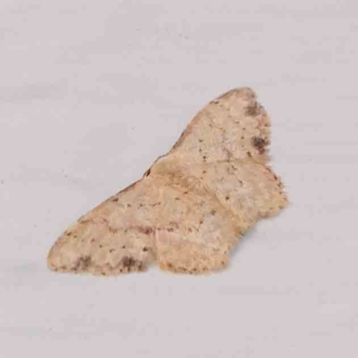 Idaea halmaea (Two-spotted Wave) at Turner, ACT - 3 Mar 2024 by ConBoekel