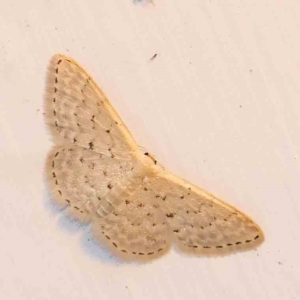 Idaea philocosma at Turner, ACT - 3 Mar 2024