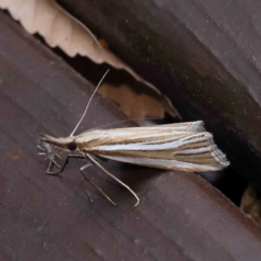 Hednota relatalis (A Crambid moth (Crambinae) at Turner, ACT - 3 Mar 2024 by ConBoekel