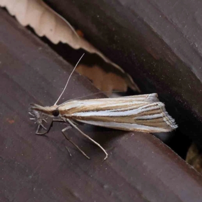 Hednota relatalis (A Crambid moth (Crambinae) at Turner, ACT - 3 Mar 2024 by ConBoekel