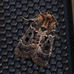 Proteuxoa sanguinipuncta (Blood-spotted Noctuid) at Turner, ACT - 3 Mar 2024 by ConBoekel