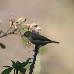 Zosterops lateralis (Silvereye) at Taralga, NSW - 8 Mar 2024 by Rixon