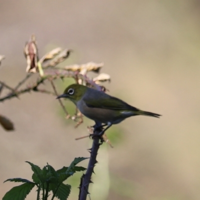 Zosterops lateralis (Silvereye) at Taralga, NSW - 8 Mar 2024 by Rixon