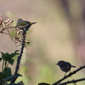 Zosterops lateralis at Taralga, NSW - 8 Mar 2024