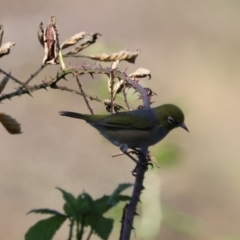 Zosterops lateralis at Taralga, NSW - 8 Mar 2024