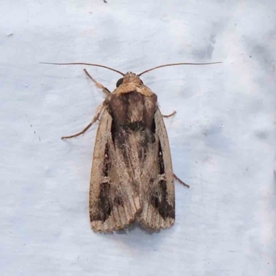 Proteuxoa tortisigna (Streaked Rictonis Moth) at Turner, ACT - 2 Mar 2024 by ConBoekel