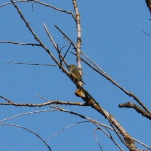 Zosterops lateralis at Bannaby, NSW - 8 Mar 2024