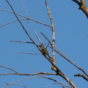 Zosterops lateralis at Bannaby, NSW - 8 Mar 2024