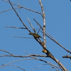 Zosterops lateralis at Bannaby, NSW - 8 Mar 2024