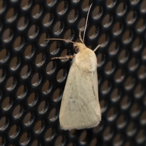 Leucania abdominalis at Turner, ACT - 2 Mar 2024 09:54 PM