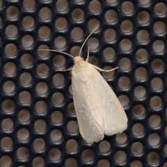 Leucania abdominalis at Turner, ACT - 2 Mar 2024 09:54 PM