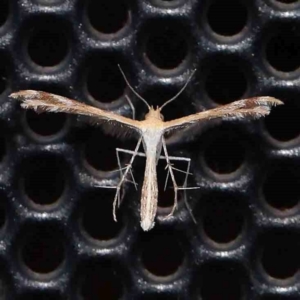 Megalorhipida leucodactyla at Turner, ACT - 3 Mar 2024