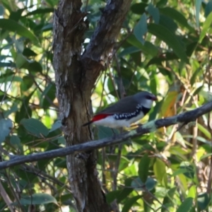 Stagonopleura guttata at Bannaby, NSW - suppressed