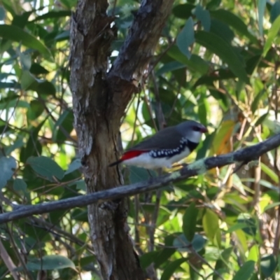 Stagonopleura guttata (Diamond Firetail) at Bannaby, NSW - 8 Mar 2024 by Rixon