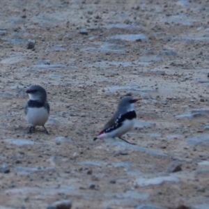 Stagonopleura guttata at Bannaby, NSW - 8 Mar 2024