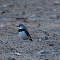 Stagonopleura guttata at Bannaby, NSW - 8 Mar 2024