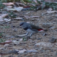 Stagonopleura guttata at Bannaby, NSW - 8 Mar 2024