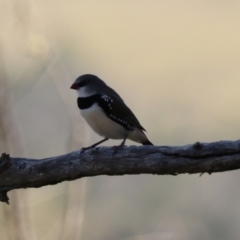 Stagonopleura guttata at Bannaby, NSW - suppressed