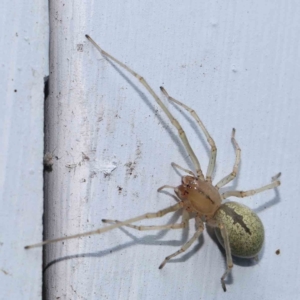 Cheiracanthium sp. (genus) at Turner, ACT - 3 Mar 2024