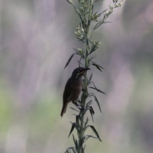 Caligavis chrysops at Taralga, NSW - 8 Mar 2024