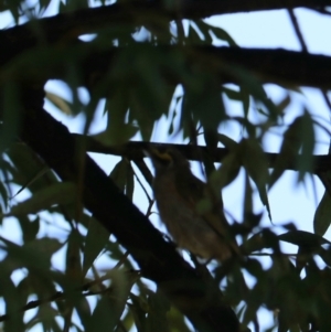 Caligavis chrysops at Taralga, NSW - 8 Mar 2024