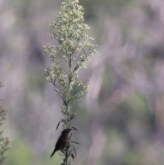 Caligavis chrysops at Taralga, NSW - 8 Mar 2024