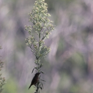 Caligavis chrysops at Taralga, NSW - 8 Mar 2024