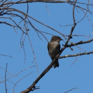 Microeca fascinans at Bannaby, NSW - 8 Mar 2024 04:39 PM