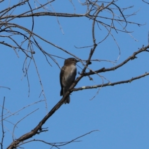 Microeca fascinans at Bannaby, NSW - 8 Mar 2024