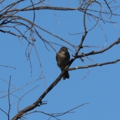 Microeca fascinans at Bannaby, NSW - 8 Mar 2024 04:39 PM