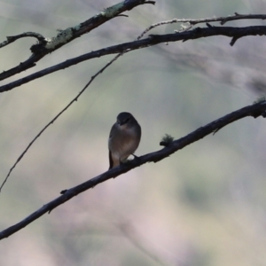 Microeca fascinans at Bannaby, NSW - 8 Mar 2024