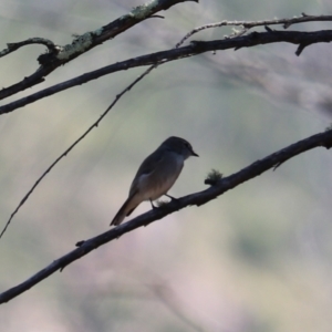 Microeca fascinans at Bannaby, NSW - 8 Mar 2024 04:39 PM