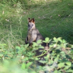 Wallabia bicolor (Swamp Wallaby) at Bannaby, NSW - 8 Mar 2024 by Rixon