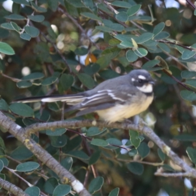 Rhipidura albiscapa (Grey Fantail) at Taralga, NSW - 8 Mar 2024 by Rixon