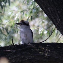 Dacelo novaeguineae (Laughing Kookaburra) at Taralga, NSW - 8 Mar 2024 by Rixon