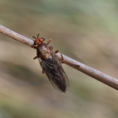 Inopus rubriceps (Sugarcane Soldier Fly) at Lyons, ACT - 9 Mar 2024 by ran452