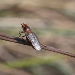 Inopus rubriceps at Lyons, ACT - 9 Mar 2024