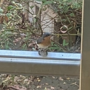 Myiagra rubecula at Phillip, ACT - 8 Mar 2024