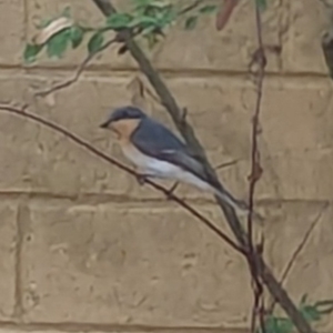 Myiagra rubecula at Phillip, ACT - 8 Mar 2024