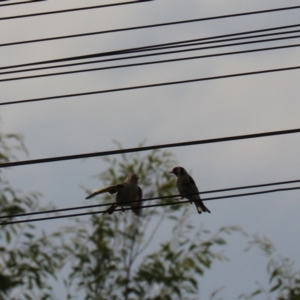 Carduelis carduelis at Yarra, NSW - 6 Mar 2024 05:06 PM