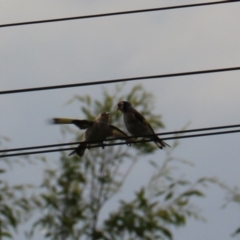 Carduelis carduelis at Yarra, NSW - 6 Mar 2024 05:06 PM