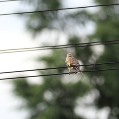 Carduelis carduelis at Yarra, NSW - 6 Mar 2024 05:06 PM