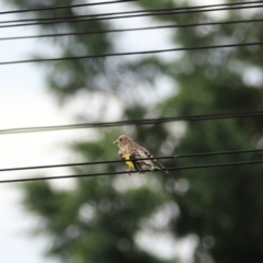 Carduelis carduelis at Yarra, NSW - 6 Mar 2024 05:06 PM